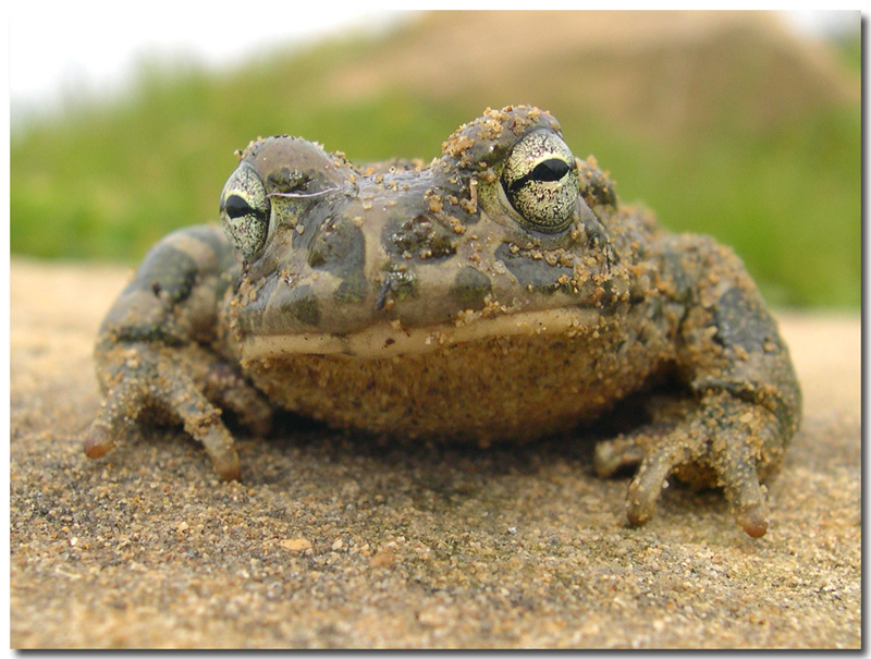 Bufotes siculus fotografato ieri a Gela (CL)